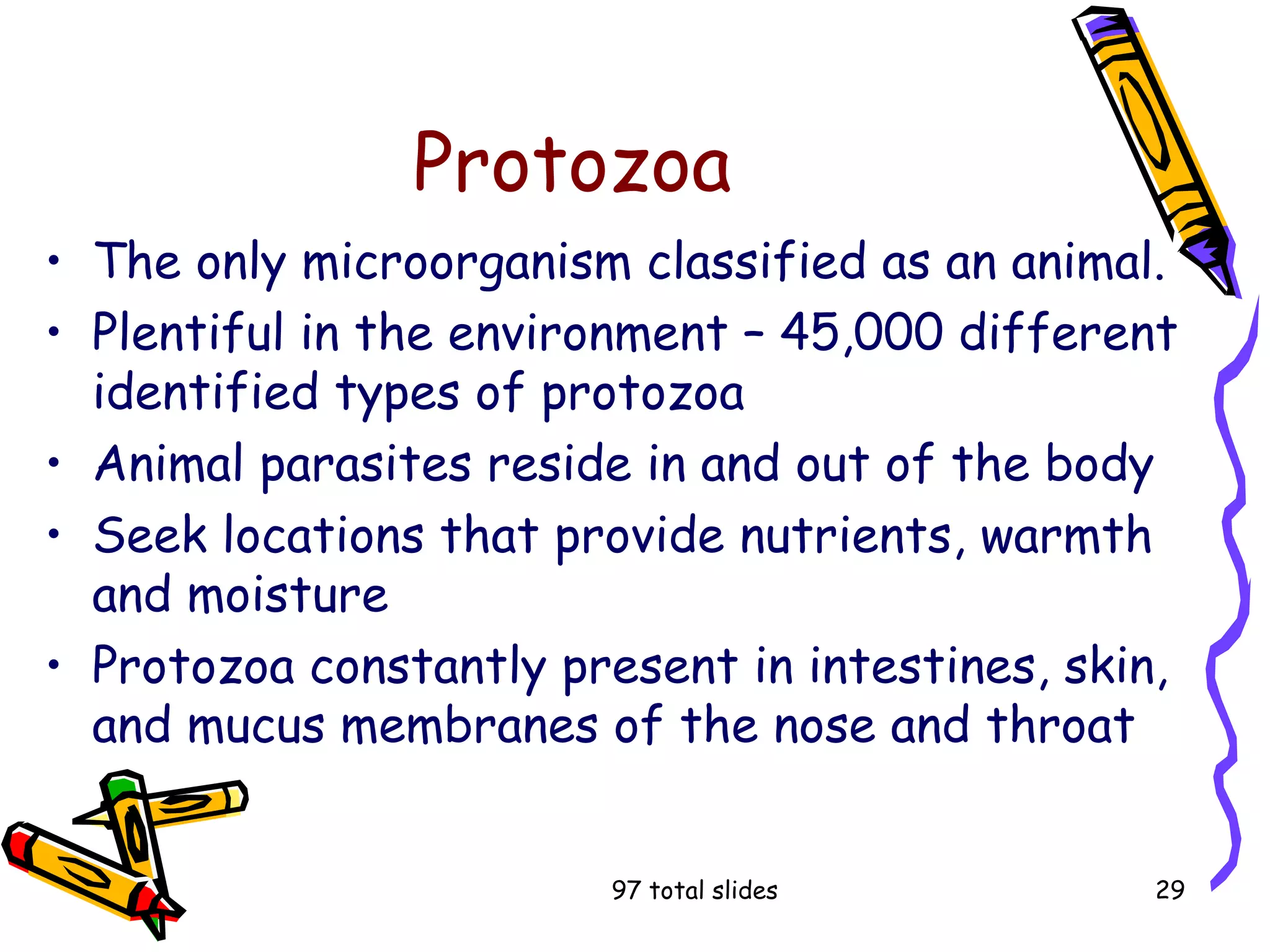 97 total slides 29
Protozoa
• The only microorganism classified as an animal.
• Plentiful in the environment – 45,000 different
identified types of protozoa
• Animal parasites reside in and out of the body
• Seek locations that provide nutrients, warmth
and moisture
• Protozoa constantly present in intestines, skin,
and mucus membranes of the nose and throat
 