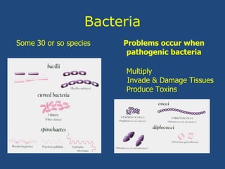 Bacteria
Some 30 or so species Problems occur when
pathogenic bacteria
Multiply
Invade & Damage Tissues
Produce Toxins
 