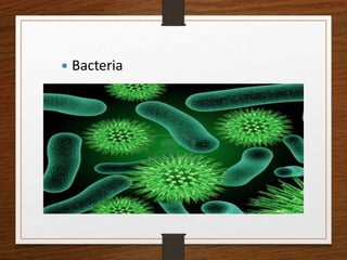  Bacteria
 