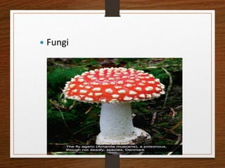  Fungi
 