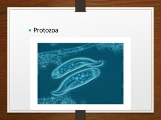  Protozoa
 