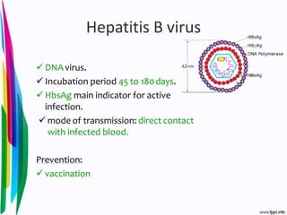 Hepatitis B virus
 DNA virus.
 Incubation period 45 to 180days.
 HbsAg main indicator for active
infection.
 mode of transmission: direct contact
with infected blood.
Prevention:
 vaccination
 