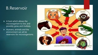 B.Reservoir
 A host which allows the
microorganism to live, and
possibly grow, and multiply.
 Humans, animals and the
environment can all be
reservoirs for microorganisms.
 