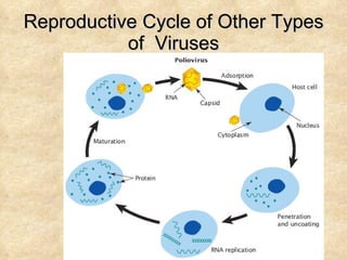 Reproductive Cycle of Other Types of  Viruses 