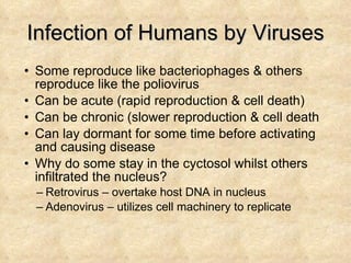 Infection of Humans by Viruses Some reproduce like bacteriophages & others reproduce like the poliovirus Can be acute (rapid reproduction & cell death) Can be chronic (slower reproduction & cell death Can lay dormant for some time before activating and causing disease Why do some stay in the cyctosol whilst others infiltrated the nucleus? Retrovirus – overtake host DNA in nucleus Adenovirus – utilizes cell machinery to replicate 