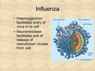 Influenza Haemogglutinin facilitates entry of virus in to cell Neuraminidase facilitates exit of release of reproduced viruses from cell 
