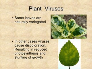 Plant  Viruses Some leaves are naturally variegated In other cases viruses cause discoloration.  Resulting in reduced photosynthesis and stunting of growth 