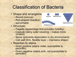 Classification of Bacteria Shape and arrangement Round (coccus) Rod-shaped (bacillus) spirochaete Structure Flagella (appendage that provides mobility) Capsule (slimy outer covering – makes more virulent) Spore (prevents desiccation in dry environment)  Cell wall (firm, flexible layer – maintains shape) Reaction to stains Gram positive (stains violet, susceptible to penicillin) Gram negative (stains pink, not susceptible to penicillin) 