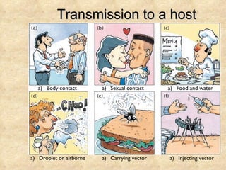 Transmission to a host Body contact Sexual contact Food and water Droplet or airborne Carrying vector Injecting vector 