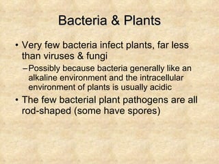 Bacteria & Plants Very few bacteria infect plants, far less than viruses & fungi Possibly because bacteria generally like an alkaline environment and the intracellular environment of plants is usually acidic The few bacterial plant pathogens are all rod-shaped (some have spores) 