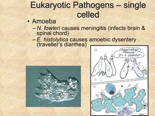 Eukaryotic Pathogens – single celled Amoeba N. fowleri  causes meningitis (infects brain & spinal chord) E. histolytica  causes amoebic dysentery (traveller’s diarrhea) 