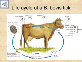 Life cycle of a B. bovis tick 