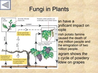 Fungi in Plants Can have a significant impact on people Irish potato famine caused the death of one million people and the emigration of two million people. Diagram shows the life cycle of powdery mildew on grapes 