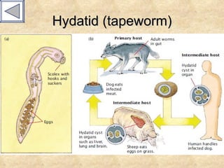 Hydatid (tapeworm) 