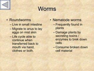 Worms Roundworms Live in small intestine Migrate to anus to lay eggs on mist skin Life cycle able to continue when transferred back to mouth via hand, clothes or both. Nematode worms Frequently found in plants Damage plants by secreting toxins / enzymes to brek down cells Consume broken down cell material 