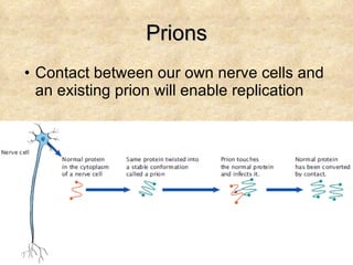 Prions Contact between our own nerve cells and an existing prion will enable replication 