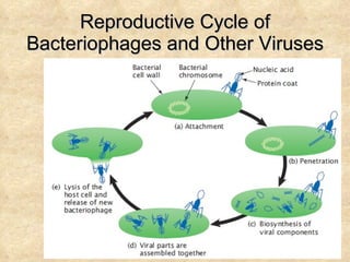 Reproductive Cycle of Bacteriophages and Other Viruses 