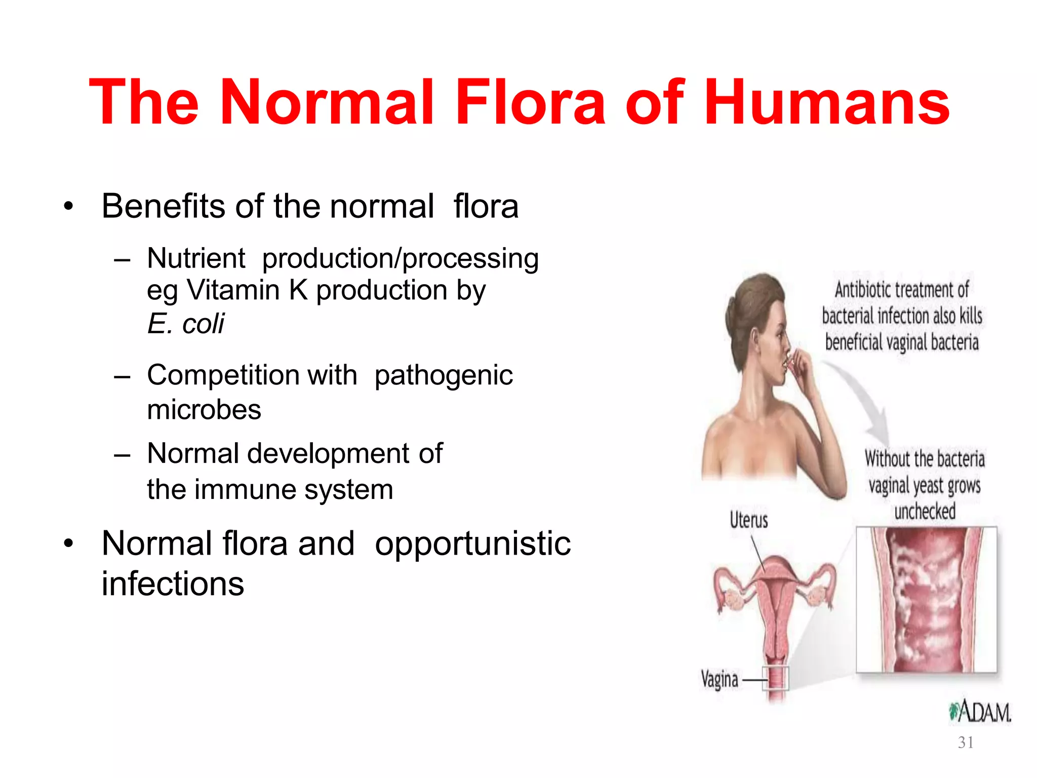 The Normal Flora of Humans
• Benefits of the normal flora
– Nutrient production/processing
eg Vitamin K production by
E. coli
– Competition with pathogenic
microbes
– Normal development of
the immune system
• Normal flora and opportunistic
infections
31
 