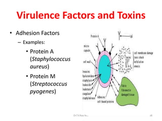 Adhesion Examples Infection INFECTIOUS DISEASES AETIOLOGY PATHOGENESIS & CONSEQUENCES | PPTX