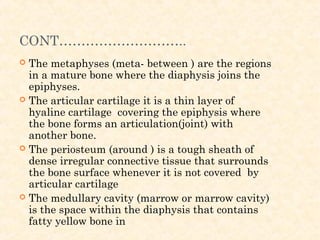CONT………………………..
 The metaphyses (meta- between ) are the regions
in a mature bone where the diaphysis joins the
epiphyses.
 The articular cartilage it is a thin layer of
hyaline cartilage covering the epiphysis where
the bone forms an articulation(joint) with
another bone.
 The periosteum (around ) is a tough sheath of
dense irregular connective tissue that surrounds
the bone surface whenever it is not covered by
articular cartilage
 The medullary cavity (marrow or marrow cavity)
is the space within the diaphysis that contains
fatty yellow bone in
 