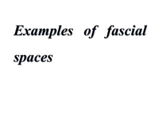 Examples of fascial
spaces
 