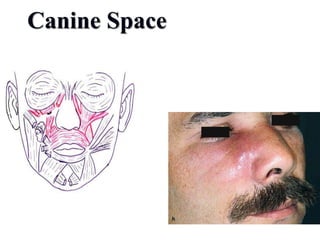 Canine Space
 