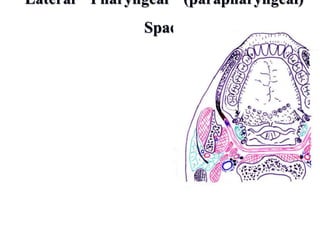 Lateral Pharyngeal (parapharyngeal)
Space
• Contents :
• Int. carotid a.
•Int. jugular v.
•Deep cervical lymph
nodes
•Nerve IX, X, XI, XII
•Sympathetic chain
 