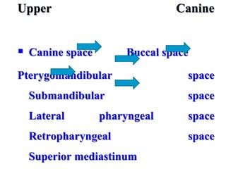 Upper Canine
 Canine space Buccal space
Pterygomandibular space
Submandibular space
Lateral pharyngeal space
Retropharyngeal space
Superior mediastinum
 