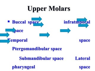 Upper Molars
 Buccal space infratmporal
space
Temporal space
Ptergomandibular space
Submandibular space Lateral
pharyngeal space
 