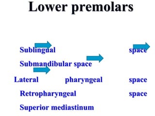 Lower premolars
Sublingual space
Submandibular space
Lateral pharyngeal space
Retropharyngeal space
Superior mediastinum
 