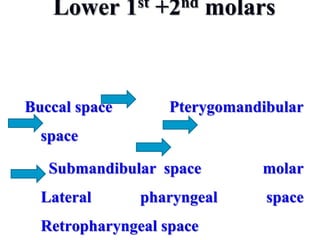 Lower 1st +2nd molars
Buccal space Pterygomandibular
space
Submandibular space molar
Lateral pharyngeal space
Retropharyngeal space
 