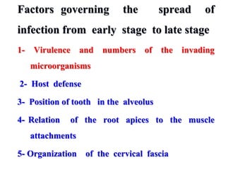 Factors governing the spread of
infection from early stage to late stage
1- Virulence and numbers of the invading
microorganisms
2- Host defense
3- Position of tooth in the alveolus
4- Relation of the root apices to the muscle
attachments
5- Organization of the cervical fascia
 