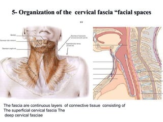 5- Organization of the cervical fascia “facial spaces
“
The fascia are continuous layers of connective tissue consisting of
The superficial cervical fascia The
deep cervical fasciae
 