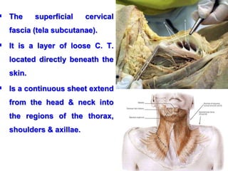  The superficial cervical
fascia (tela subcutanae).
 It is a layer of loose C. T.
located directly beneath the
skin.
 Is a continuous sheet extend
from the head & neck into
the regions of the thorax,
shoulders & axillae.
 