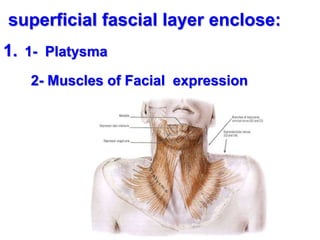 superficial fascial layer enclose:
1. 1- Platysma
2- Muscles of Facial expression
 