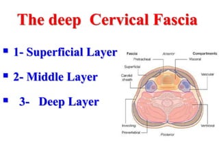 The deep Cervical Fascia
 1- Superficial Layer
 2- Middle Layer
 3- Deep Layer
 