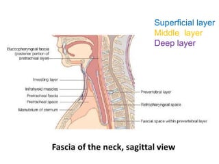 Superficial layer
Middle layer
Deep layer
 