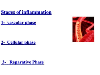 Stages of inflammation
1- vascular phase
2- Cellular phase
3- Reparative Phase
 