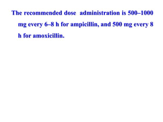 The recommended dose administration is 500–1000
mg every 6–8 h for ampicillin, and 500 mg every 8
h for amoxicillin.
 