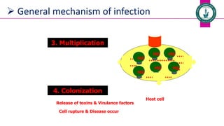 3. Multiplication
Host cell
MO MO
MO
MO
MO MO
4. Colonization
…………..
…………..
……
……..
……
……
..
Release of toxins & Virulance factors
Cell rupture & Disease occur
 General mechanism of infection
 
