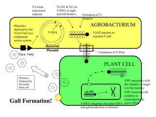 Phenolics
Produced by
Wounded
Plant cell
PLANT CELL
AGROBACTERIUM
VirA VirG
Phenolics
detected by the
VirA/VirG two
component
sensor system.
Vir Gene
expression
induced
T-DNA
Vir D1 & D2 cut
T-DNA at right
and left borders.
VirD2 attaches to
exposed 5I
end
VIP1 associates with
the complex to target
it to the nucleus
VIP2 associates the
complex to
transcriptionally
active DNAT-DNA integrates into plant DNA
and gall production is initiated.
Gall Formation!
Formation of T-
complex
Bacterial
Plasmid
Formation of T-Pilus
 