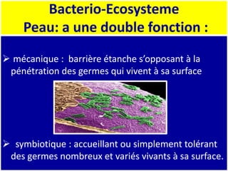 Bacterio-Ecosysteme
Peau: a une double fonction :
 mécanique : barrière étanche s’opposant à la
pénétration des germes qui vivent à sa surface
 symbiotique : accueillant ou simplement tolérant
des germes nombreux et variés vivants à sa surface.
 