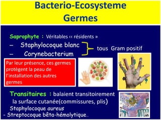 Bacterio-Ecosysteme
Germes
Saprophyte : Véritables ‹‹ résidents »
– Staphylocoque blanc
– Corynebacterium
Transitaires : balaient transitoirement
la surface cutanée(commissures, plis)
Staphylocoque aureus
- Streptocoque bêta-hémolytique…
tous Gram positif
Par leur présence, ces germes
protègent la peau de
l’installation des autres
germes
 