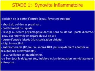 STADE 1: Synovite inflammatoire
-excision de la porte d’entrée (peau, foyers nécrotique)
- abord du cul de sac proximal .
- prélèvement du liquide .
- lavage au sérum physiologique dans le sens cul de sac –porte d’entrée.
-peau est refermée en regard du cul de sac
- porte d’entrée laissée à la cicatrisation dirigée.
-doigt immobilisé.
- antibiothérapie (IV pour au moins 48H, puis rapidement adaptée au
résultat des prélèvements).
- la surveillance est quotidienne.
-au 3em jour le doigt est sec, indolore et la rééducation immédiatement
entreprise.
 