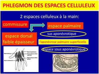 PHLEGMON DES ESPACES CELLULEUX
2 espaces celluleux à la main:
espace dorsal
faible épaisseur.
espace palmaire
sus aponévrotique
l’aponévrose palmaire superficielle
espace sous aponévrotique
commissure
 