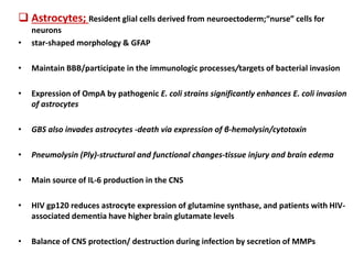  Astrocytes; Resident glial cells derived from neuroectoderm;“nurse” cells for
neurons
• star-shaped morphology & GFAP
• Maintain BBB/participate in the immunologic processes/targets of bacterial invasion
• Expression of OmpA by pathogenic E. coli strains significantly enhances E. coli invasion
of astrocytes
• GBS also invades astrocytes -death via expression of β-hemolysin/cytotoxin
• Pneumolysin (Ply)-structural and functional changes-tissue injury and brain edema
• Main source of IL-6 production in the CNS
• HIV gp120 reduces astrocyte expression of glutamine synthase, and patients with HIV-
associated dementia have higher brain glutamate levels
• Balance of CNS protection/ destruction during infection by secretion of MMPs
 