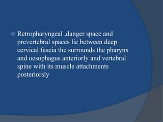  Retropharyngeal ,danger space and
prevertebral spaces lie between deep
cervical fascia the surrounds the pharynx
and oesophagus anteriorly and vertebral
spine with its muscle attachments
posteriorsly
 