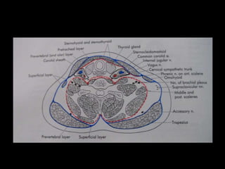 Infectionsofhn 140721030712-phpapp02