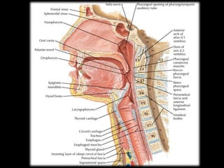Infectionsofhn 140721030712-phpapp02