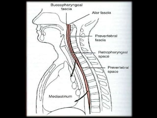 Infectionsofhn 140721030712-phpapp02